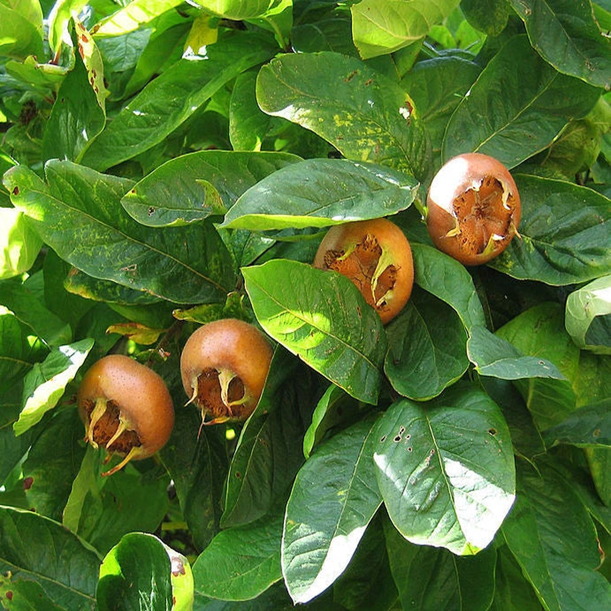Showy Medlar Mespilus germanica Tree Seeds Edible Fall Color Hardy  Heirloom, Non-GMO, High Germination Organic Garden Seeds