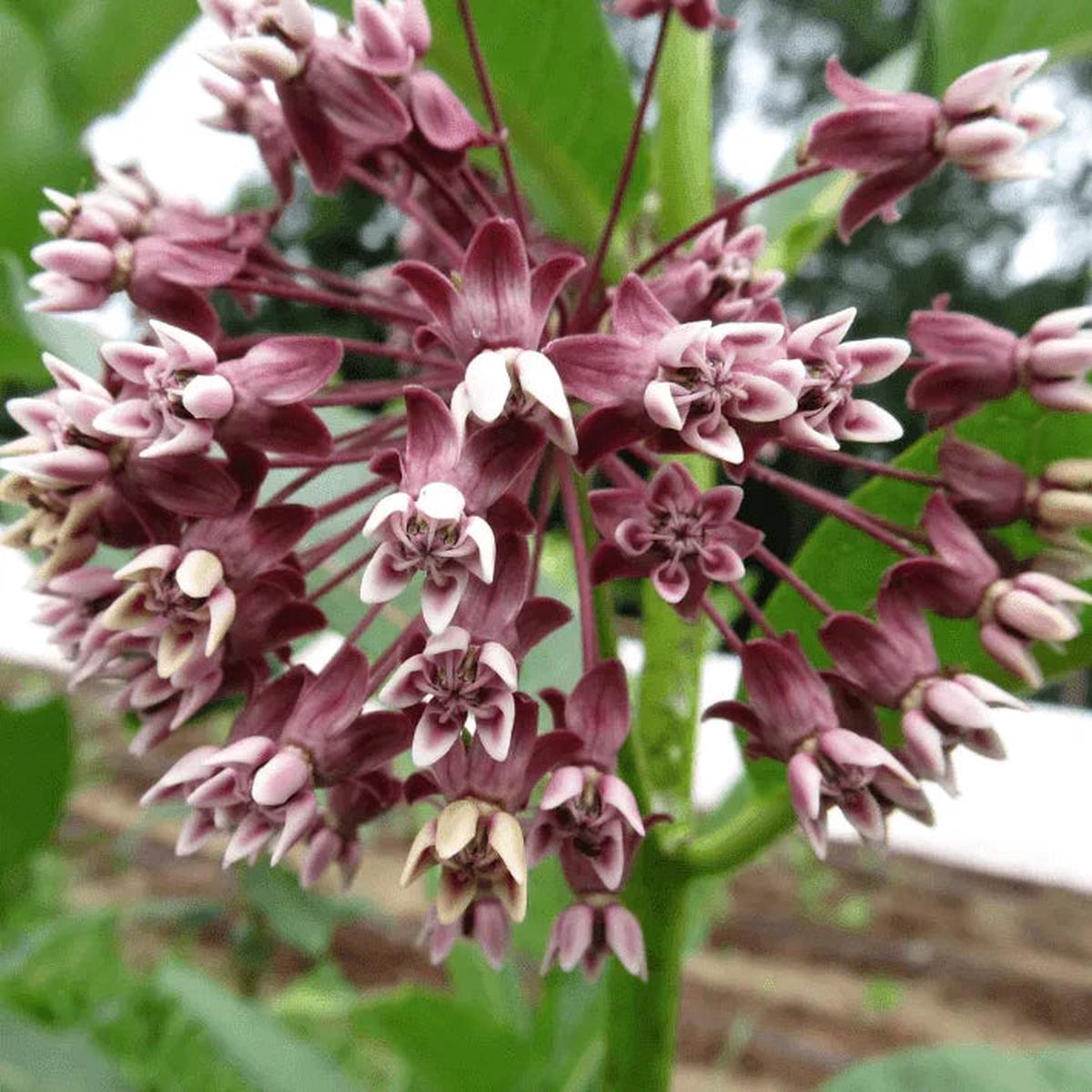 Showy Milkweed 1oz