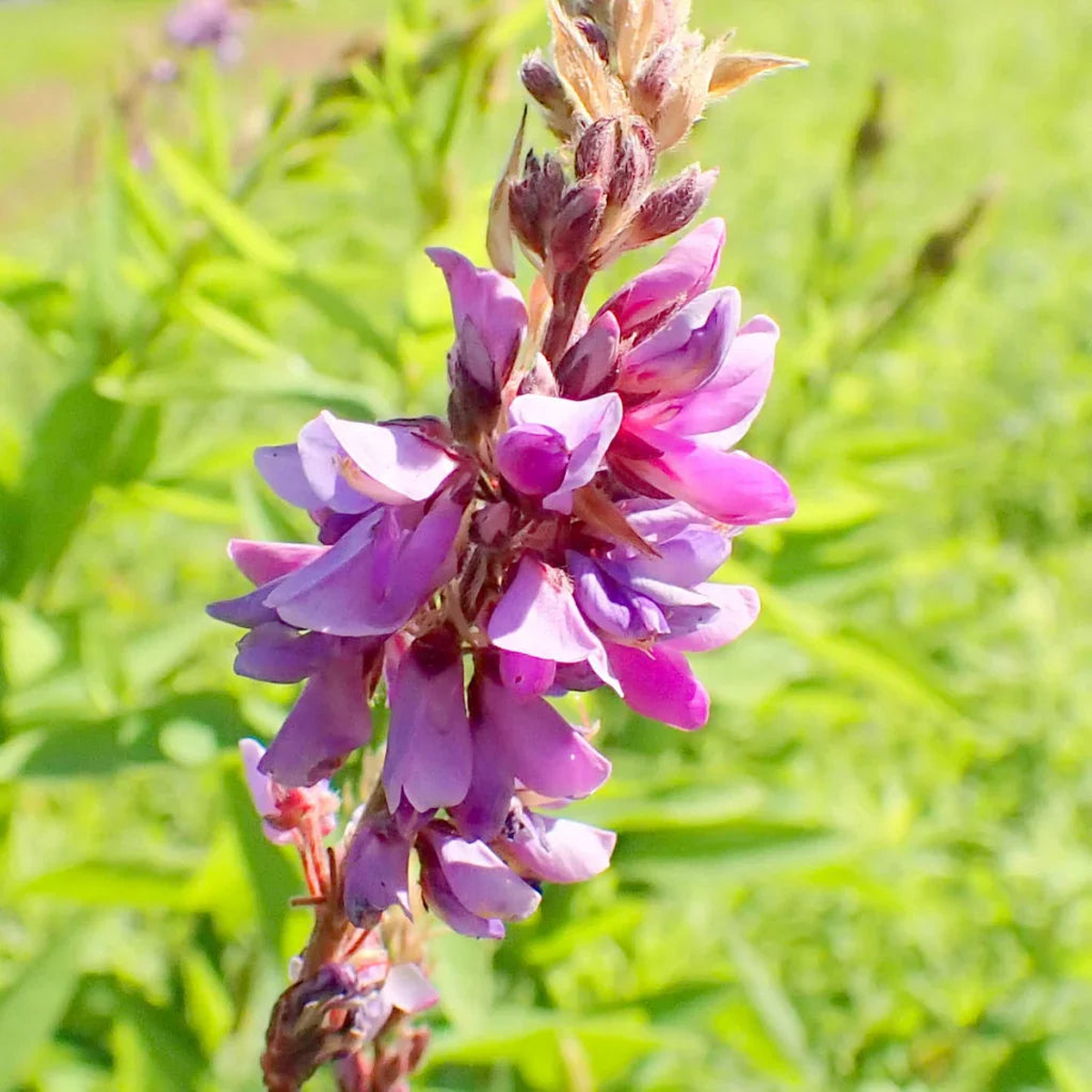 Showy Tick Trefoil Flower Seeds for Planting  Heirloom, Non-GMO, High Germination Organic Garden Seeds