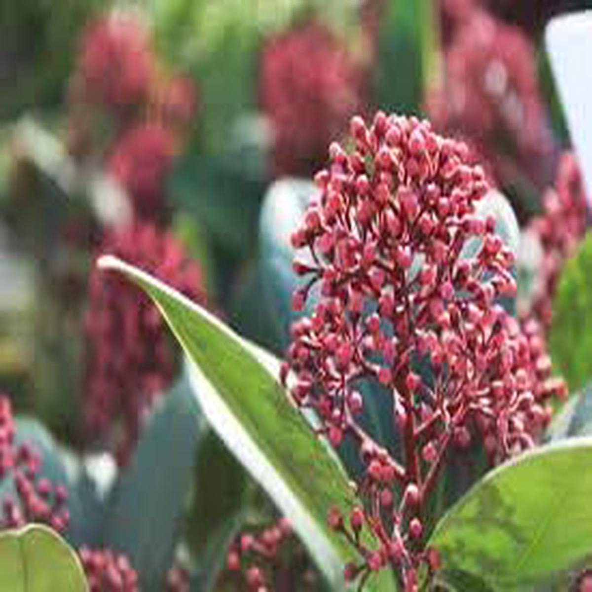 Skimmia Plant Seeds Heirloom Non GMO Planting – 100 pcs