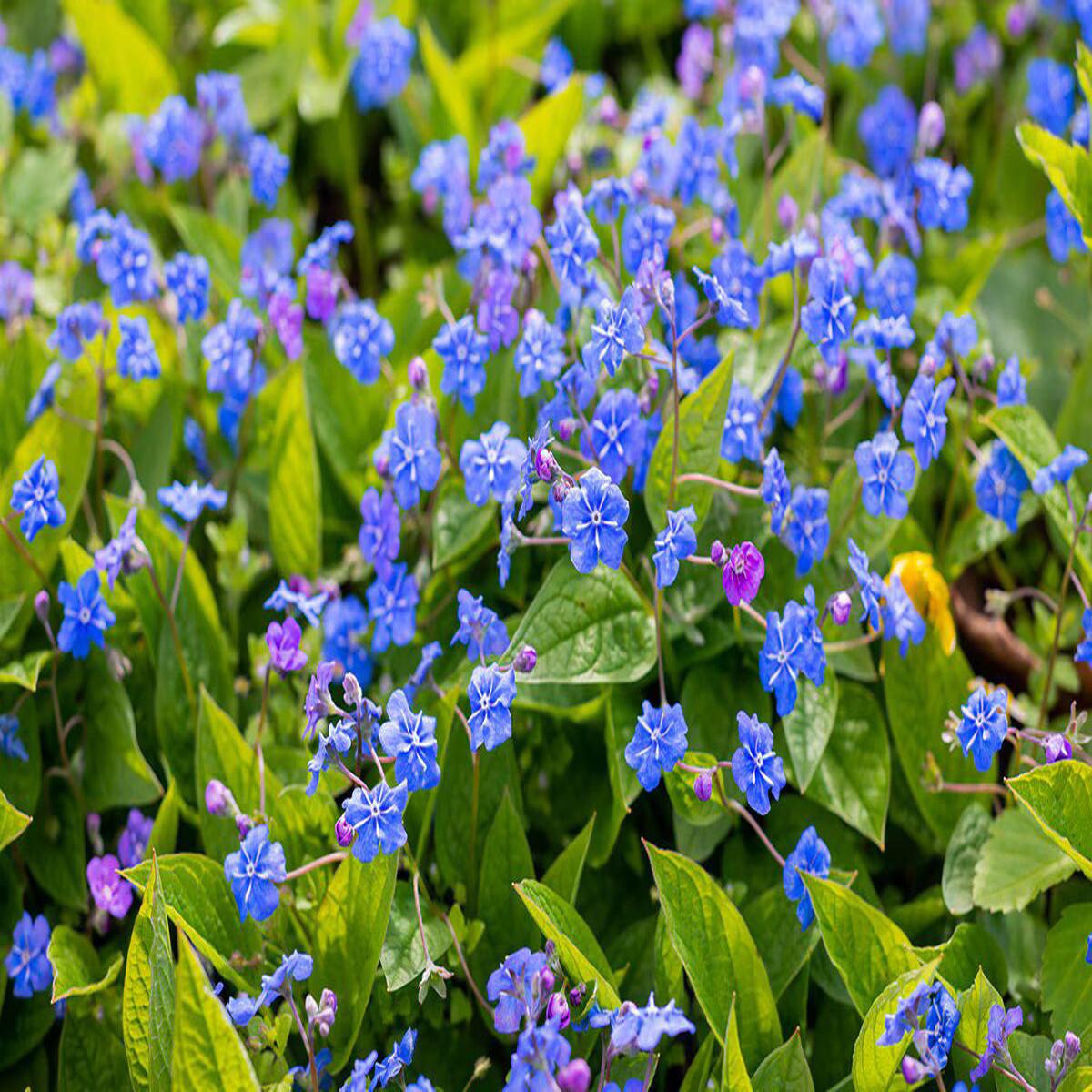 Sky Blue Mini Violet Rare Flower Seeds for Planting  Heirloom, Non-GMO, High Germination Organic Garden Seeds
