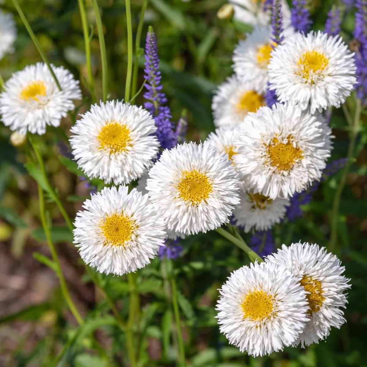 Snow Lady Shasta Daisy Flower Seeds for Planting  Heirloom, Non-GMO, Easy to Grow, Perennial