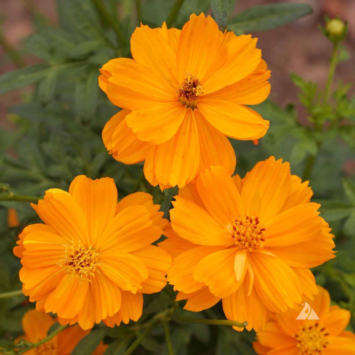 Sulphur Cosmos Flower Seeds Bright Orange-Yellow Blooming Variety