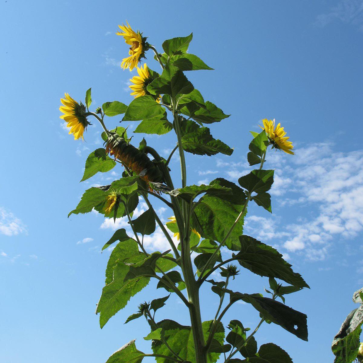 Sunflower Helianthus annuus Hoch Flowering Seeds For Planting in backyard gardening or pollinator beds