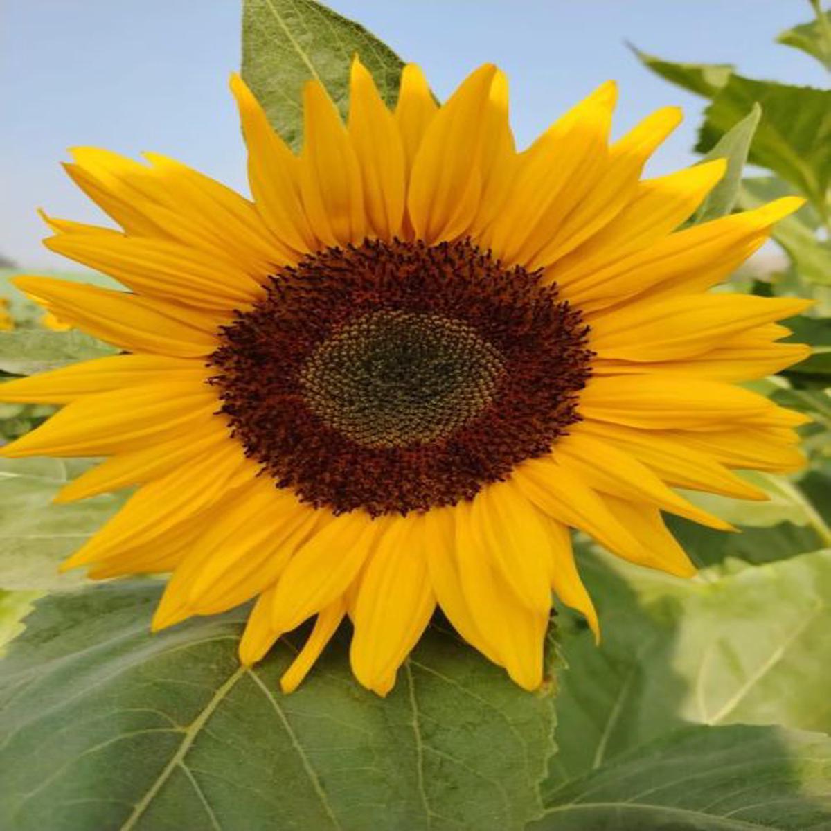 Sunflower Sudarshan Open Pollinated  Heirloom, Non-GMO, High Germination Organic Garden Seeds