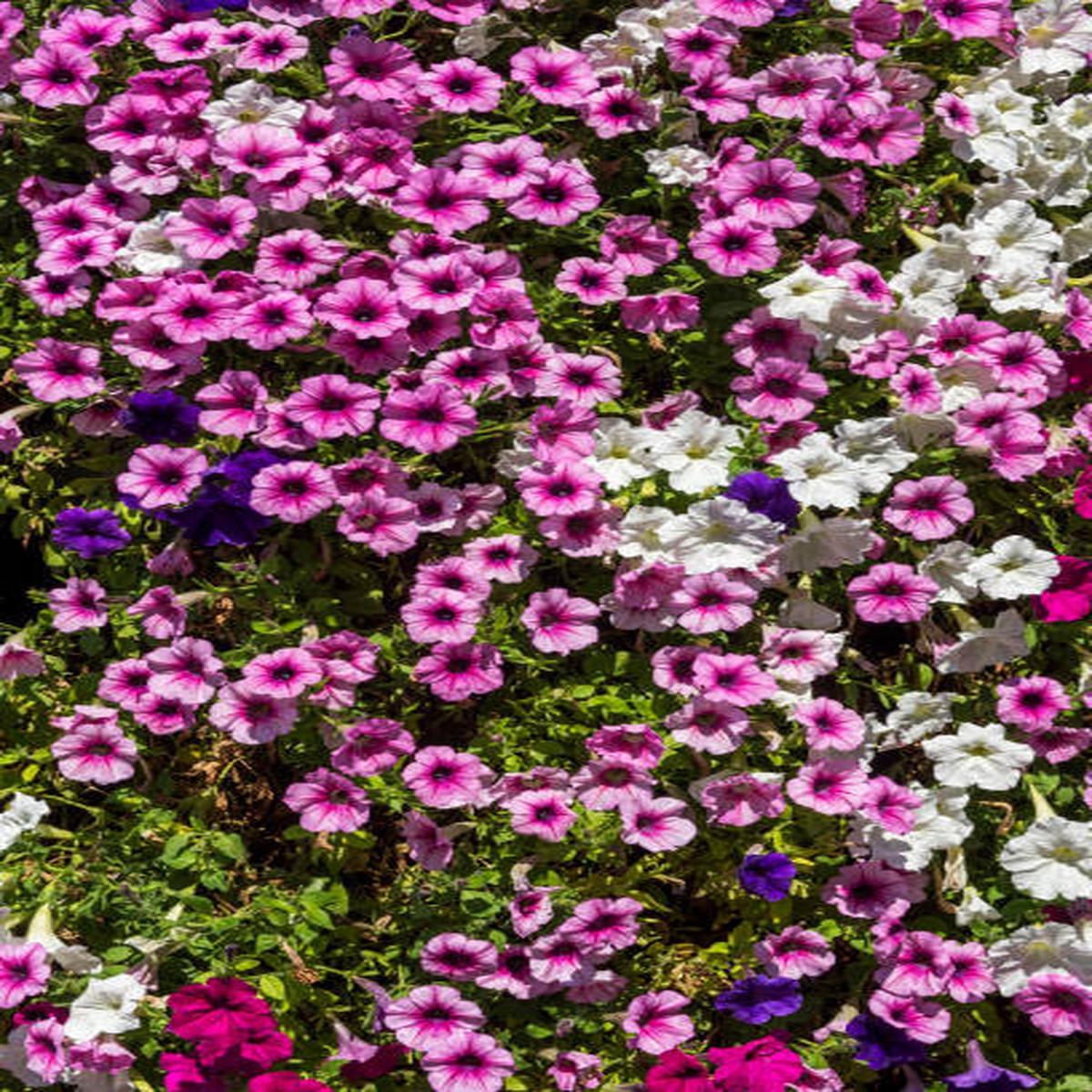 Surfinia Flower Seeds for Planting  Heirloom Non-GMO, High Germination Organic Garden Seeds