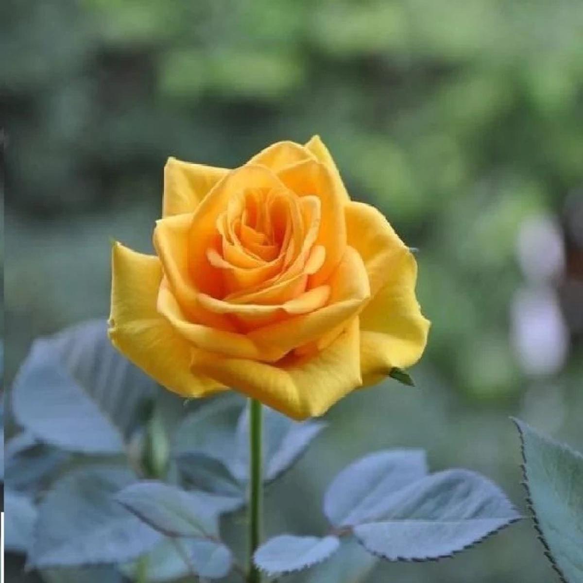 Thick Yellow Rose Flower seeds for Planting Low Maintenance Heirloom & GMO Free Seeds for Home Garden   Sale