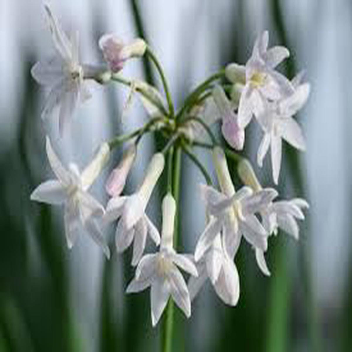Tulbaghia Flower Seeds for Planting – Bright Blooms, Heirloom & Non-GMO Seeds for Home Garden, 100pcs