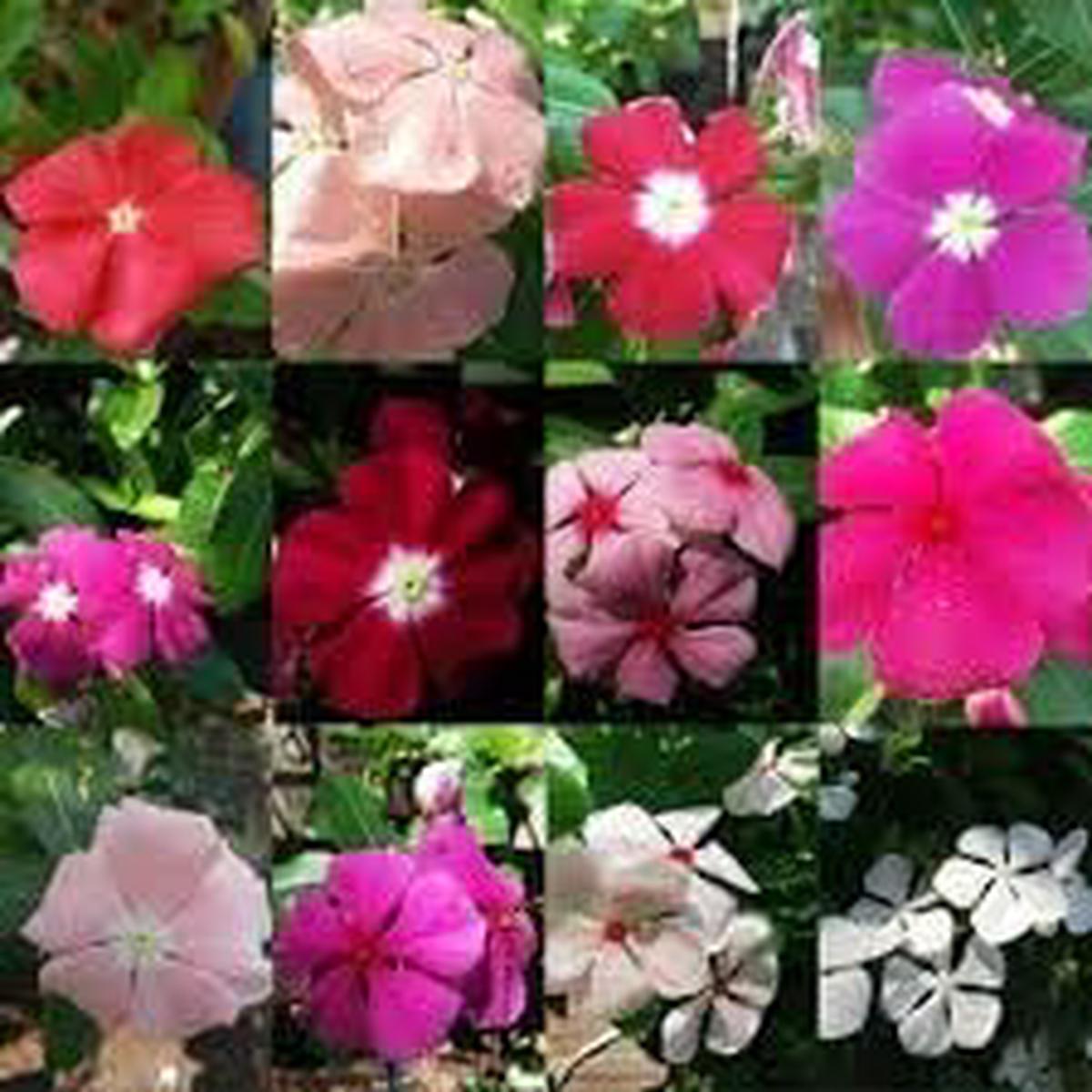 Vinca Periwinkle Flower Seeds for Planting  Heirloom, Non-GMO, Hardy Variety Organic Garden Seeds