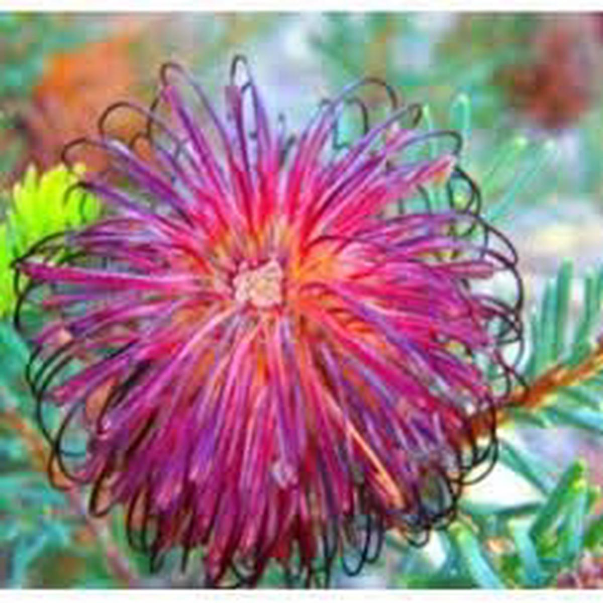 Violet Banksia Flower Seeds for Planting  Heirloom, Non-GMO, High Germination Organic Garden Seeds