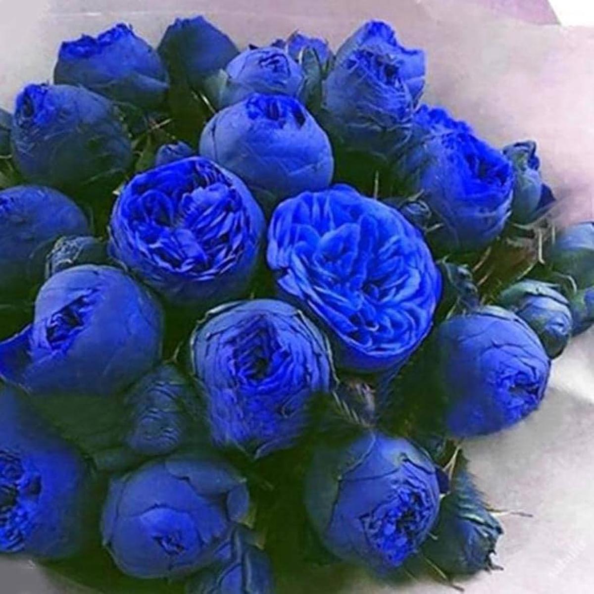 Violet Climbing Rose Flower Seeds  Heirloom, Non-GMO, High Germination Organic Garden Seeds for Planting Cut Flower Gardens