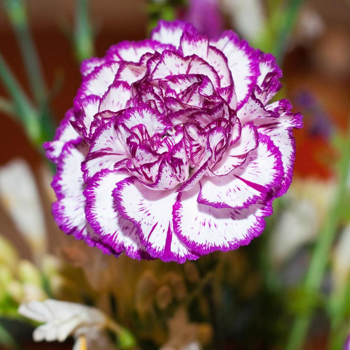 Violet White Carnation Flower seeds for Planting Colorful Display Heirloom & GMO Free Seeds for Home Garden Sale