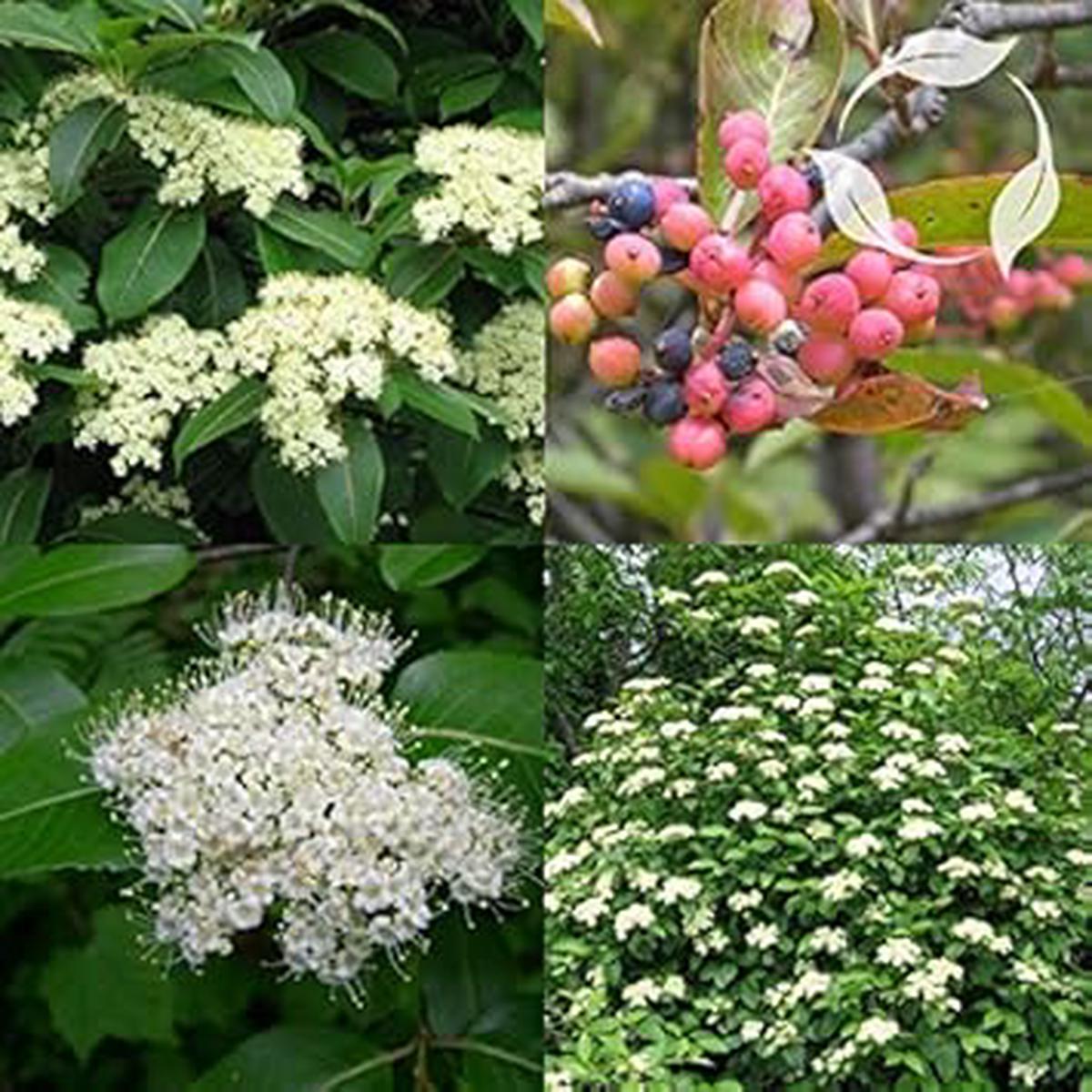 White Arrowwood Flower seeds for Planting – Easy to Grow, Heirloom & GMO Free Seeds for Home Garden