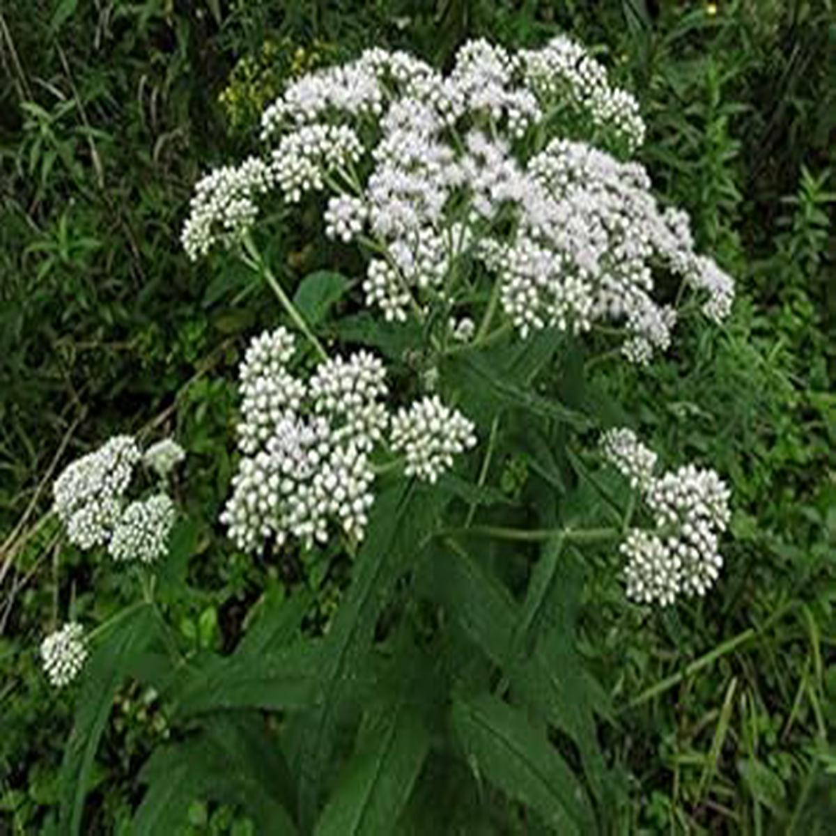 White Boneset (Thoroughwort) Flower Seeds  Non-GMO Heirloom Seeds for Planting