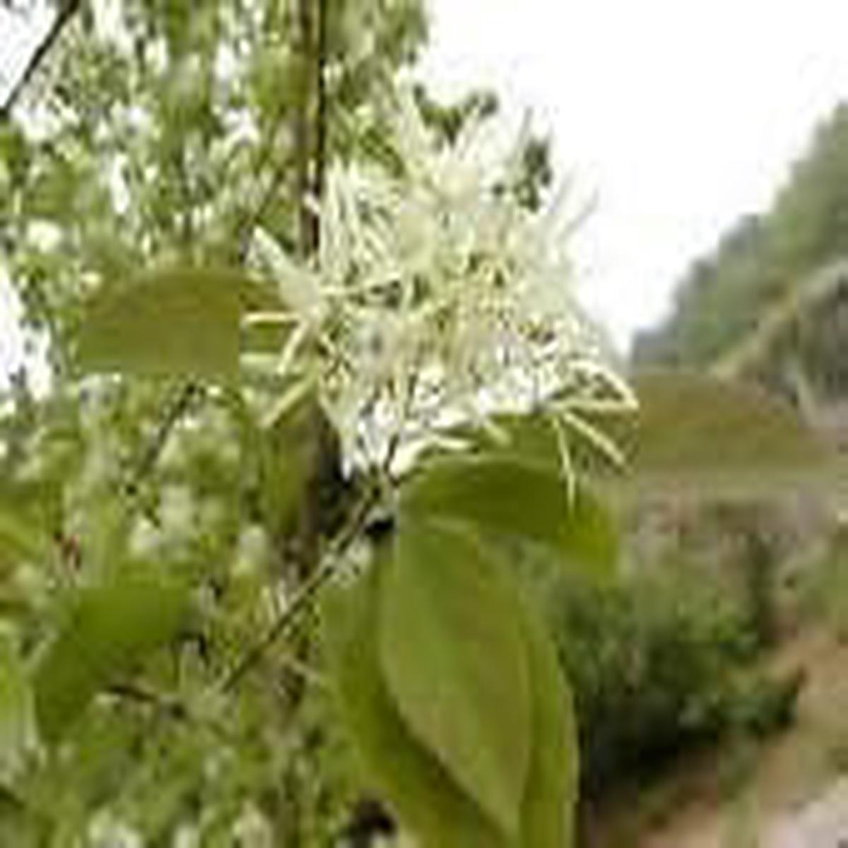 White Chionanthus Flower seeds for Planting – Low Maintenance, Heirloom & GMO Free Seeds for Home Garden, 100pcs