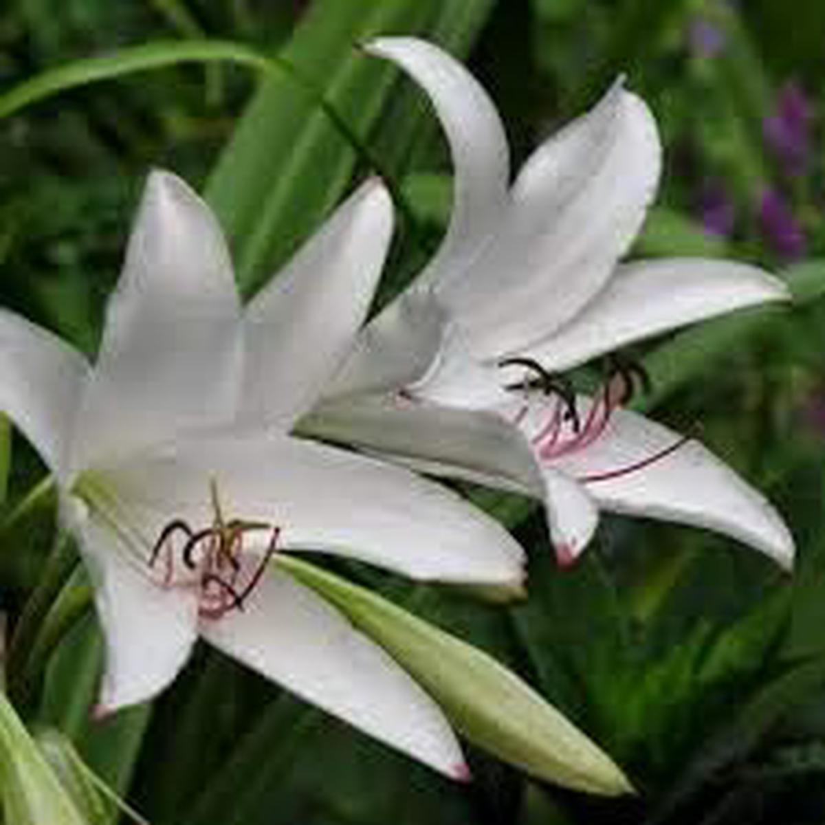 White Crinum Flower Seeds for Planting  Fragrant Lily-Like Blooms, Hardy Perennial Garden Seeds
