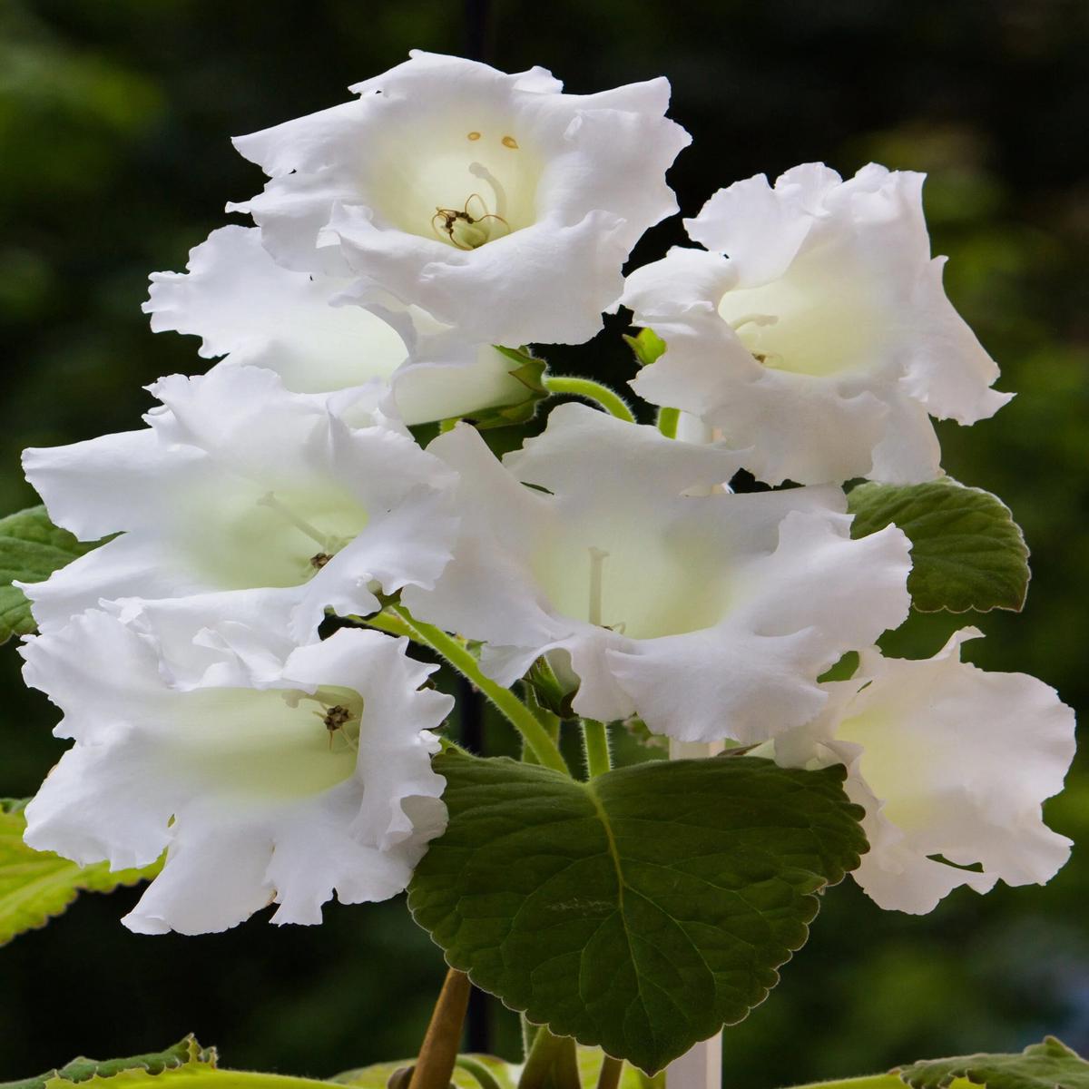 White Gloxinia Flower Seeds for Planting Heirloom Non-GMO, High Germination Organic Garden Seeds