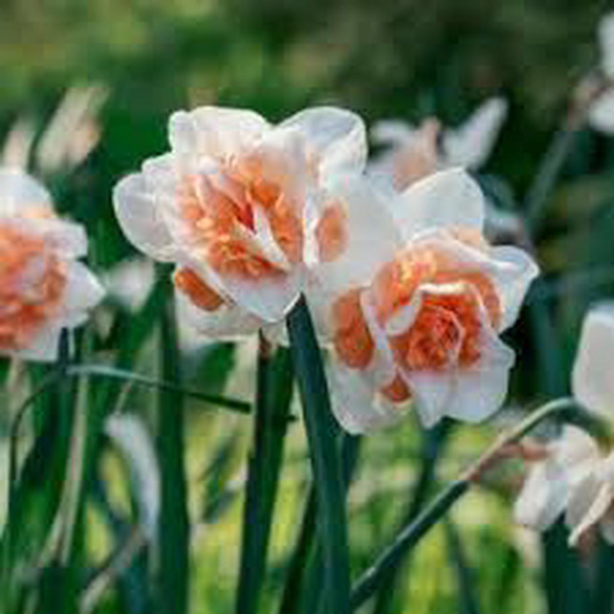White Light Orange Double Daffodil Flower Seeds for Planting Heirloom, Non-GMO, High Germination