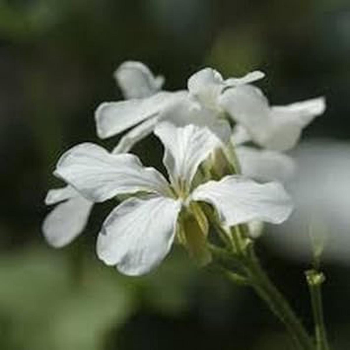 White Lunaria Biennis Flower Seeds for Planting  Heirloom, Non-GMO, High Germination Organic Garden Seeds