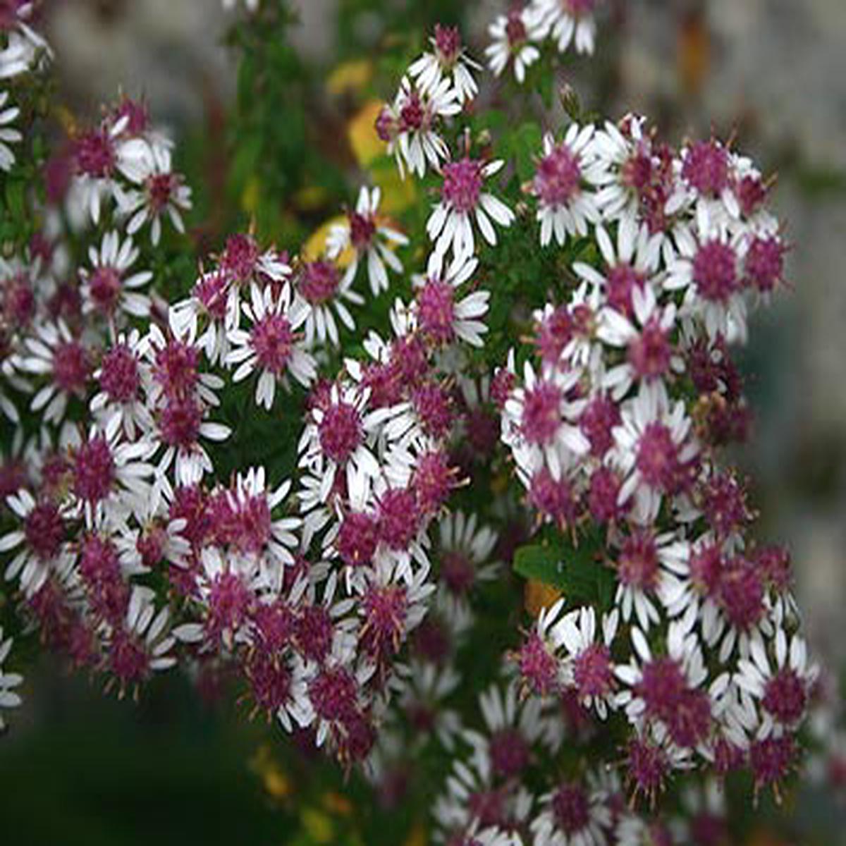 White Maroon Aster Flower Seeds for Planting  Heirloom, Non-GMO, High Germination Organic Garden Seeds