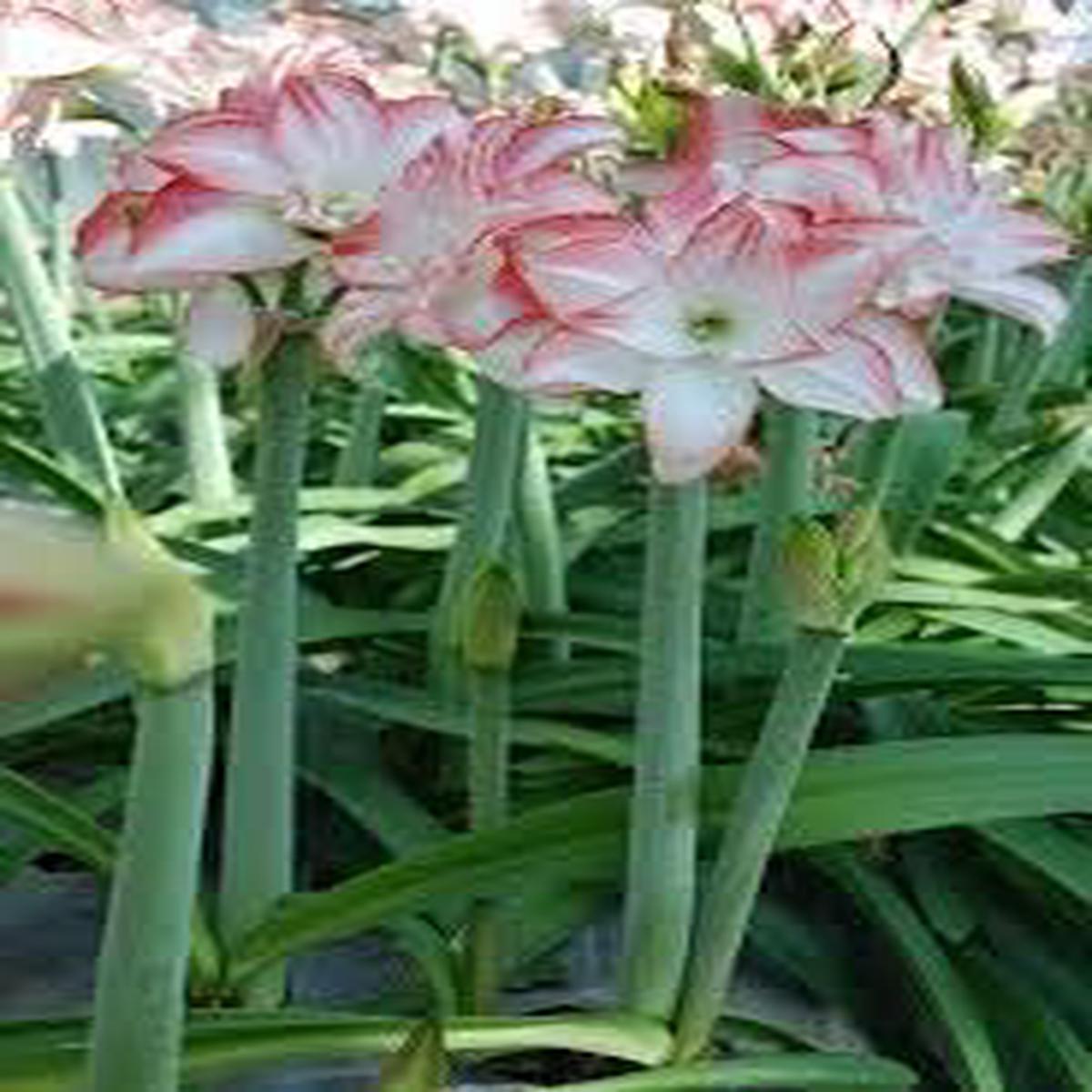 White Orange Amaryllis Barbados Seeds for Planting | Heirloom, Non-GMO, Organic Garden Seeds with High Germination