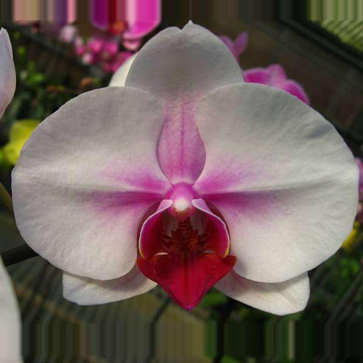 White Phalaenopsis Orchid Flower Seeds, Flower seeds for Planting Easy to Grow Heirloom & GMO Free Seeds for Home Garden