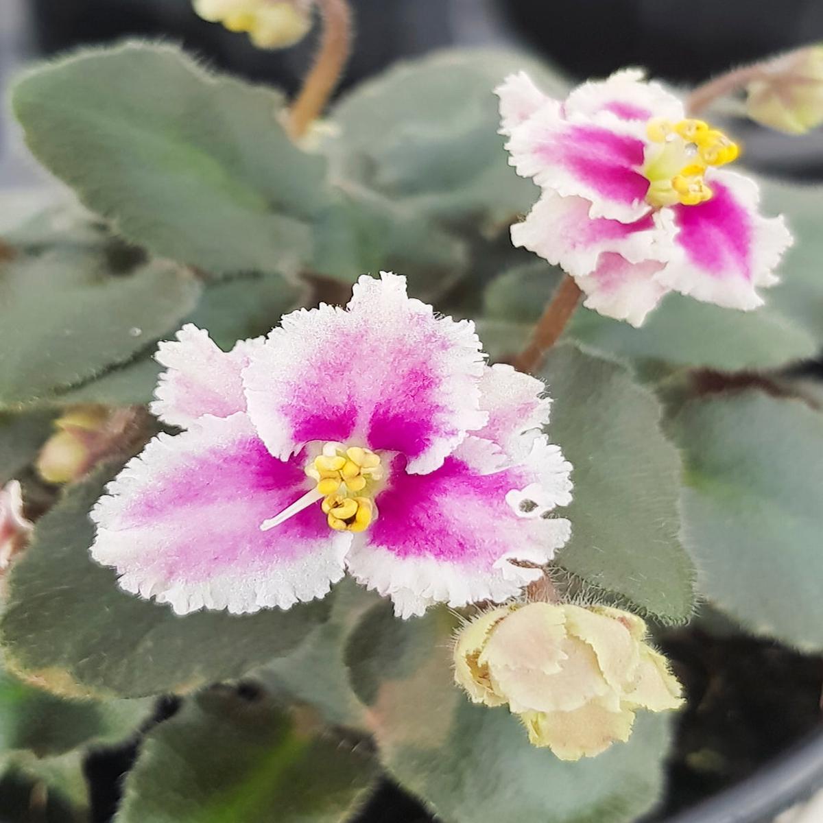 White Pink Mini Violet Flower Seeds for Planting  Drought Tolerant, Heirloom, Non-GMO, High Germination Organic Garden Seeds