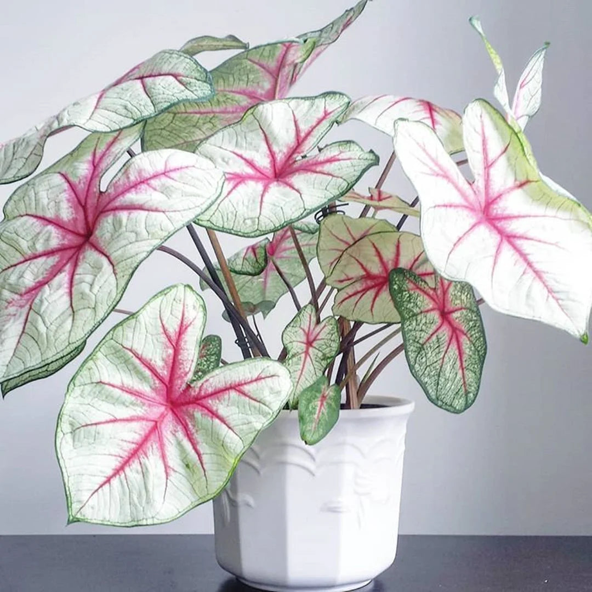 White Queen Caladium Leaf Seeds Heirloom, Non-GMO, High Germination Organic Garden Seeds for Planting