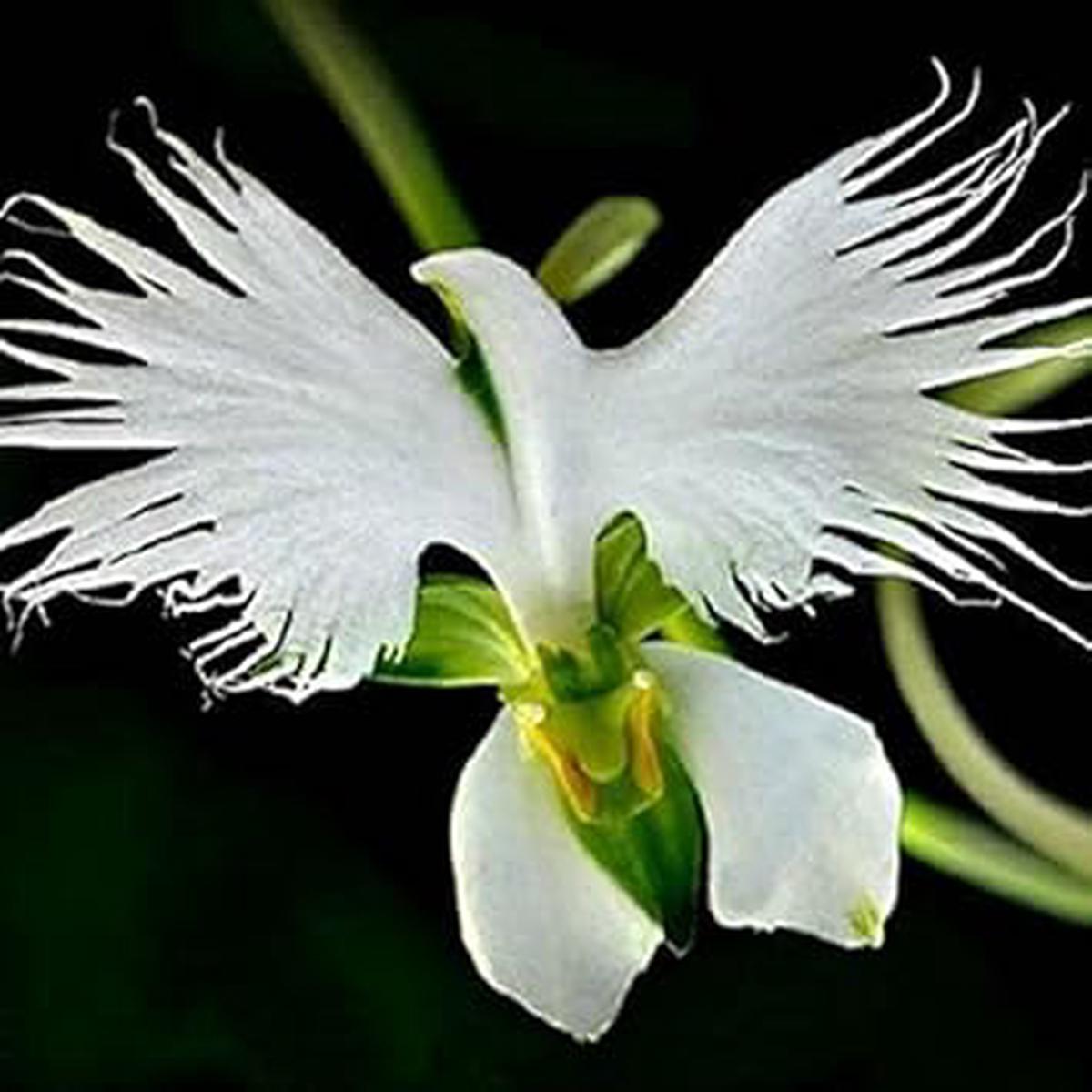 White Radiata Flower seeds for Planting Pollinator Friendly Heirloom & GMO Free Seeds for Home Garden  Sale