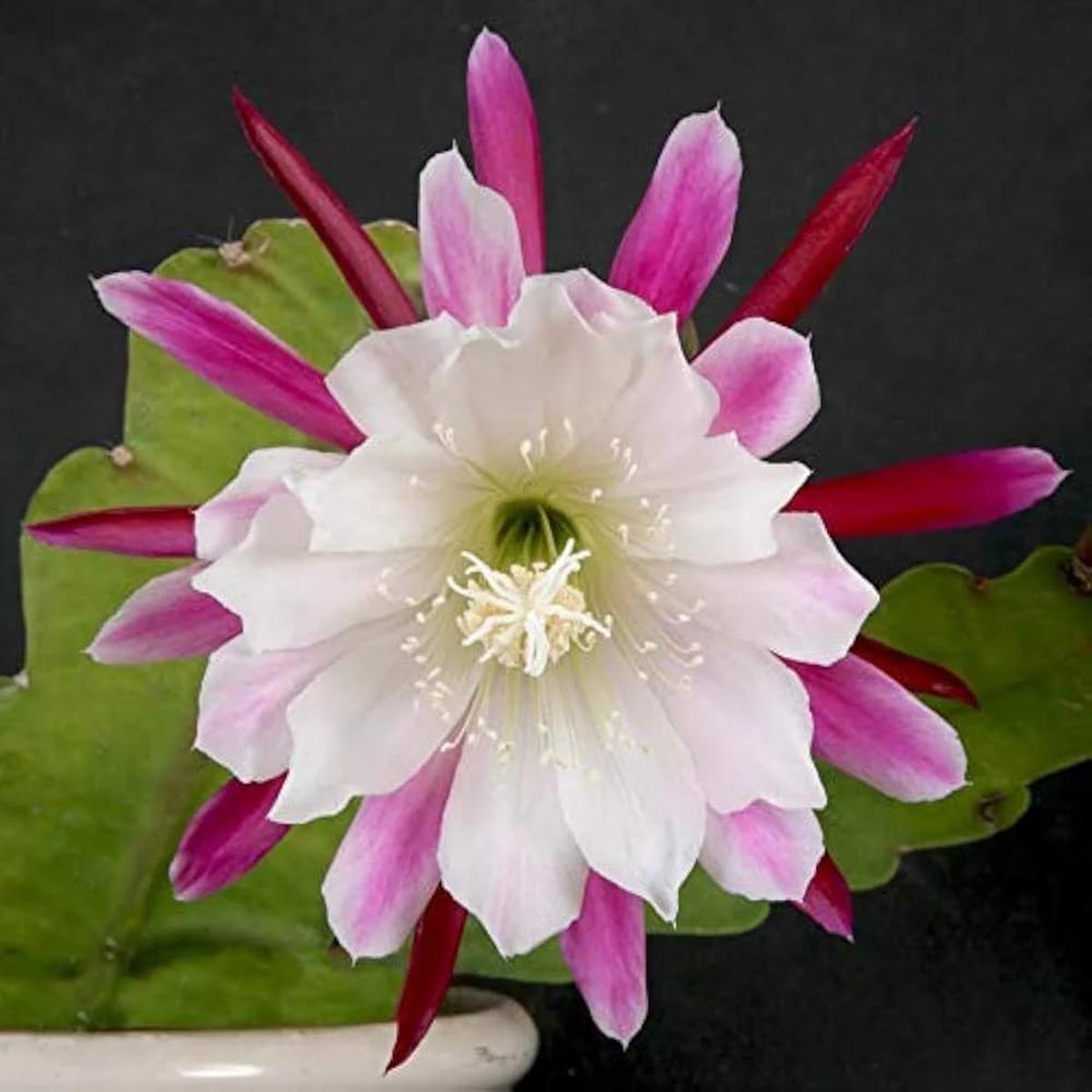 White Violet Epiphyllum Flower Seeds for Planting Heirloom, Non-GMO, Perfect for Borders Garden