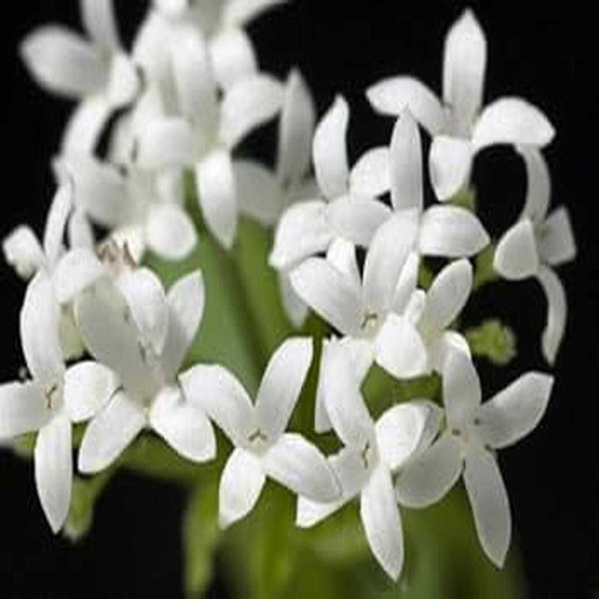 Woodruff Flower Seeds for Planting – 100 pcs