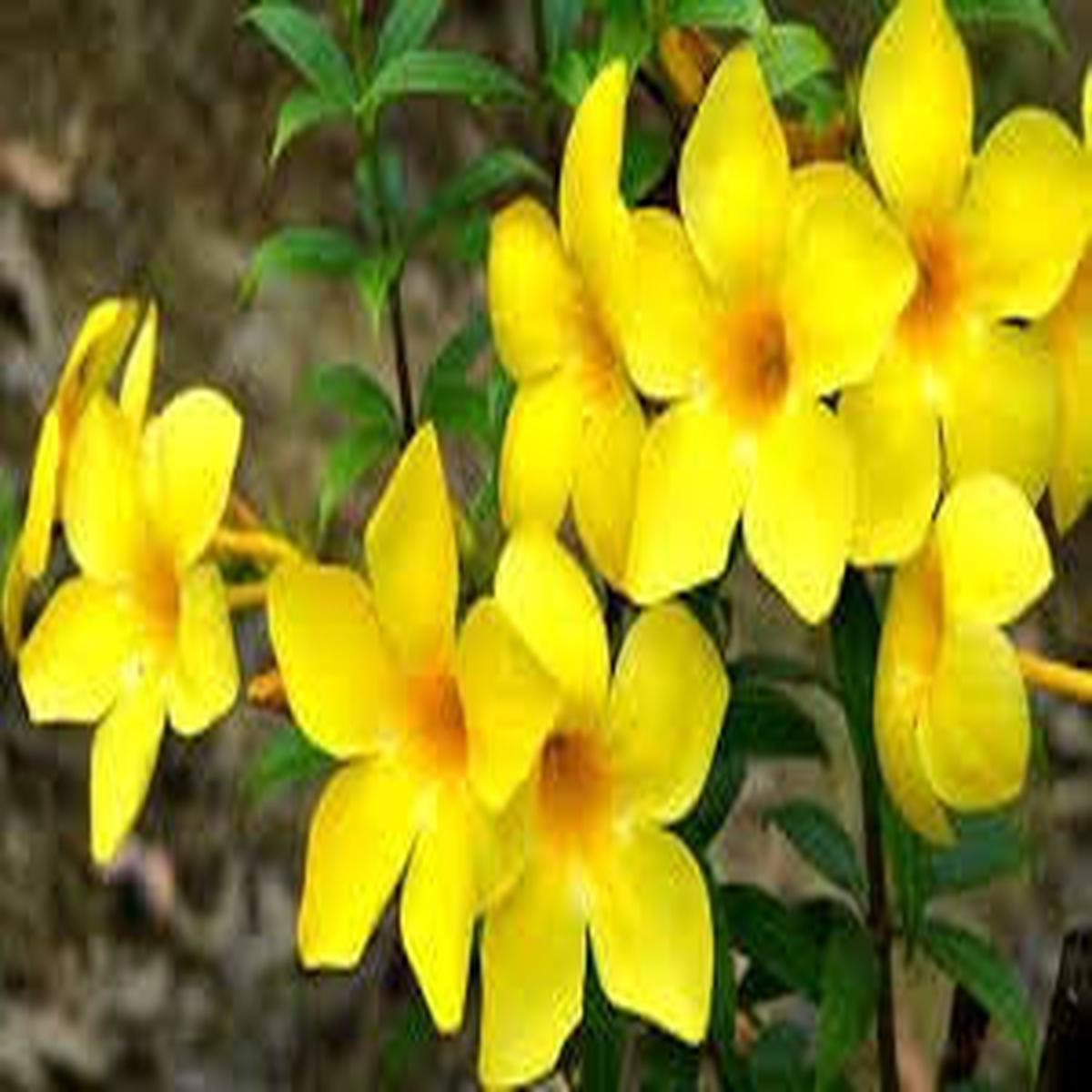 Yellow Aglaonema Flower Seeds for Planting – Compact Growth, Heirloom, Non-GMO, High Germination, 100pcs
