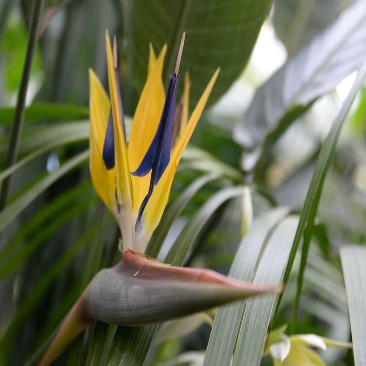 Yellow Blue Strelitzia Reginae Seeds Heirloom, Non-GMO Bird of Paradise Seeds for Planting