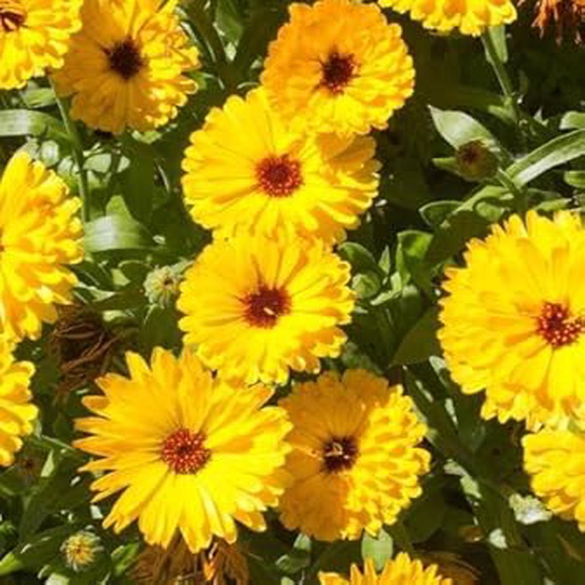 Yellow Calendula Flower Seeds, Heirloom, Non-GMO Seeds for Planting