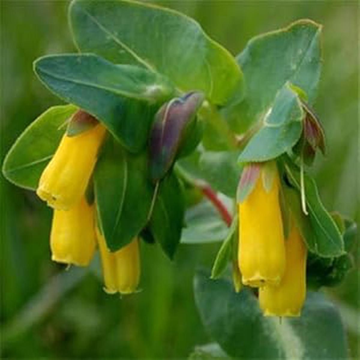 Yellow Cerinthe Flower Seeds for Planting ?? Organic, Heirloom, Non-GMO Garden Seeds
