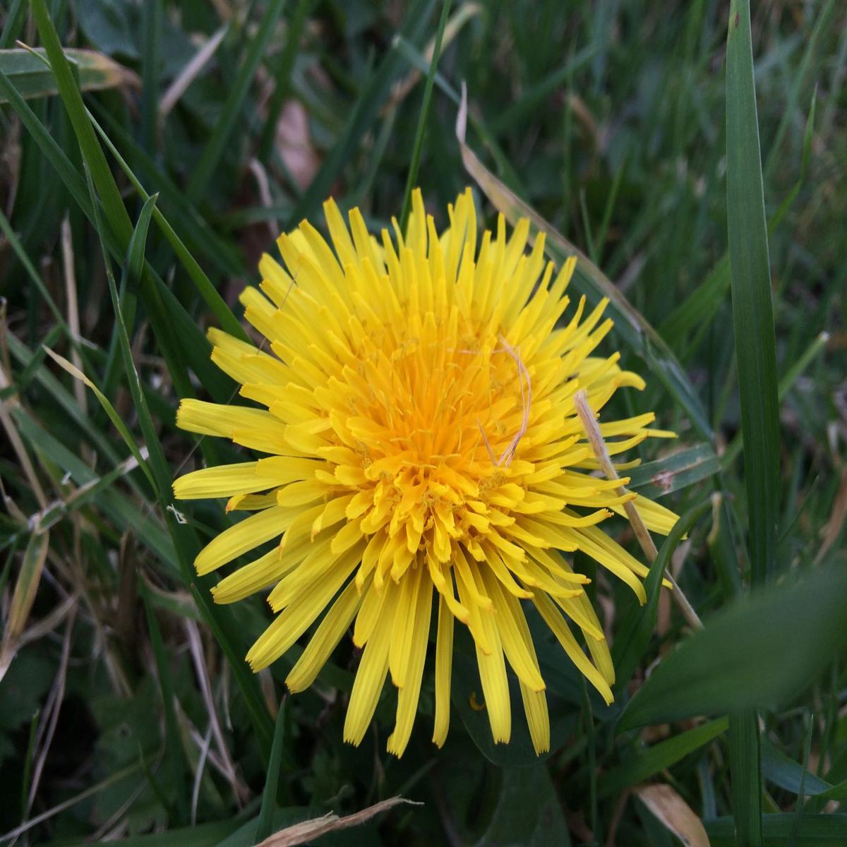 Yellow Dandelion Flower seeds for Planting – Perfect for Borders, Heirloom & GMO Free Seeds for Home Garden