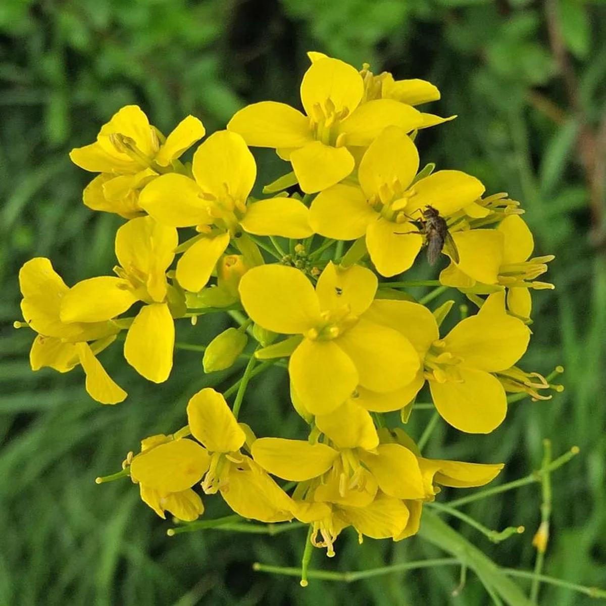 Yellow Edible Rape Flower Seeds for Planting  Heirloom Non-GMO, High Germination Organic Garden Seeds