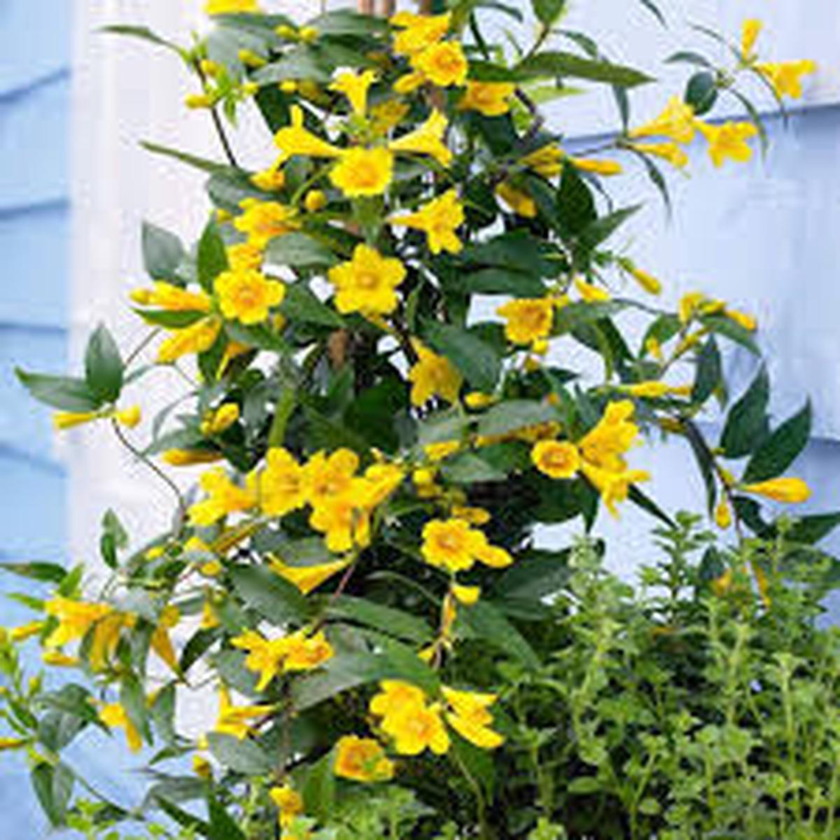 Yellow Jasminum Sambac Flower Seeds for Planting Heirloom Non-GMO High Germination Organic Garden Seeds