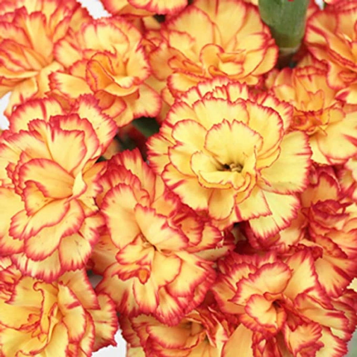 Yellow Red Carnation Flower Seeds for Planting  Heirloom, Non-GMO, High Germination Bright Bi-Color Garden Blooms