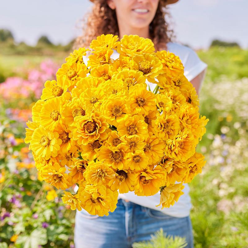 Zinnia Seeds – Golden State