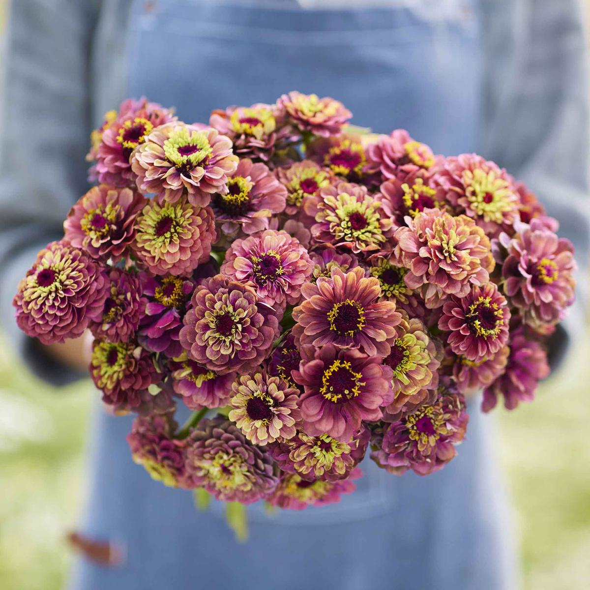 Zinnia Seeds – Queeny Lime Red