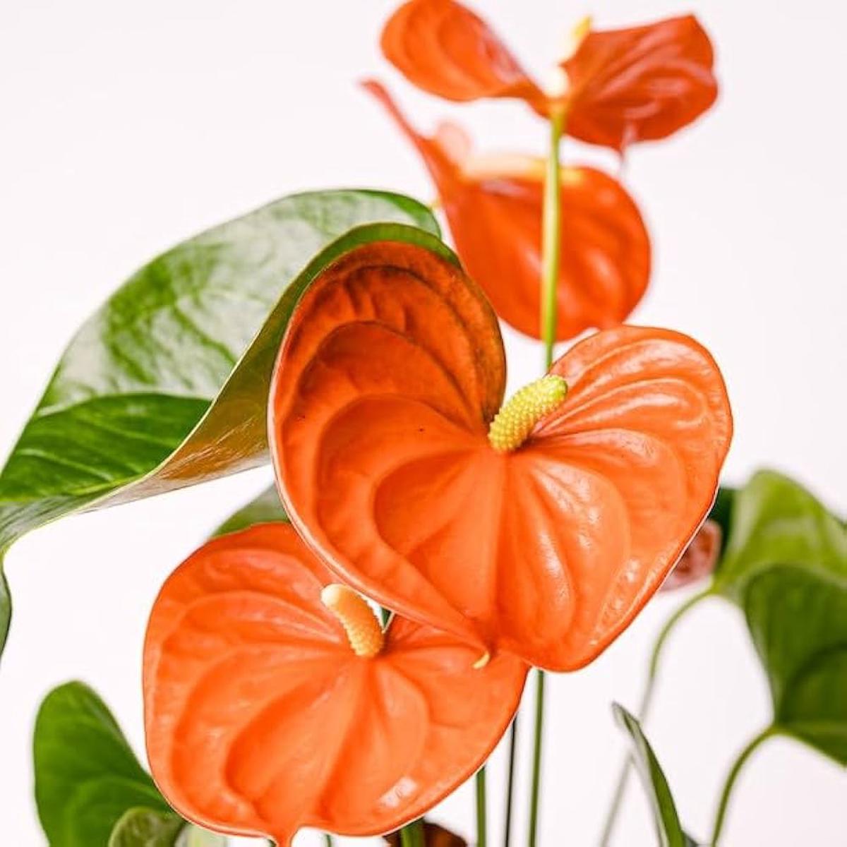 Anthurium Light Orange Flower Seeds – Heirloom, Non-GMO, High Germination Organic Tropical Garden Seeds for Planting