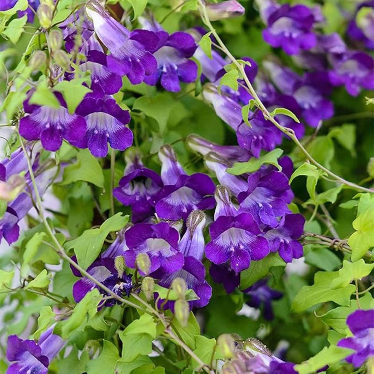 Asarina Scandens ‘Joan Lorraine’ Flower Seeds for Planting Heirloom, Non-GMO, Climbing, Perennial