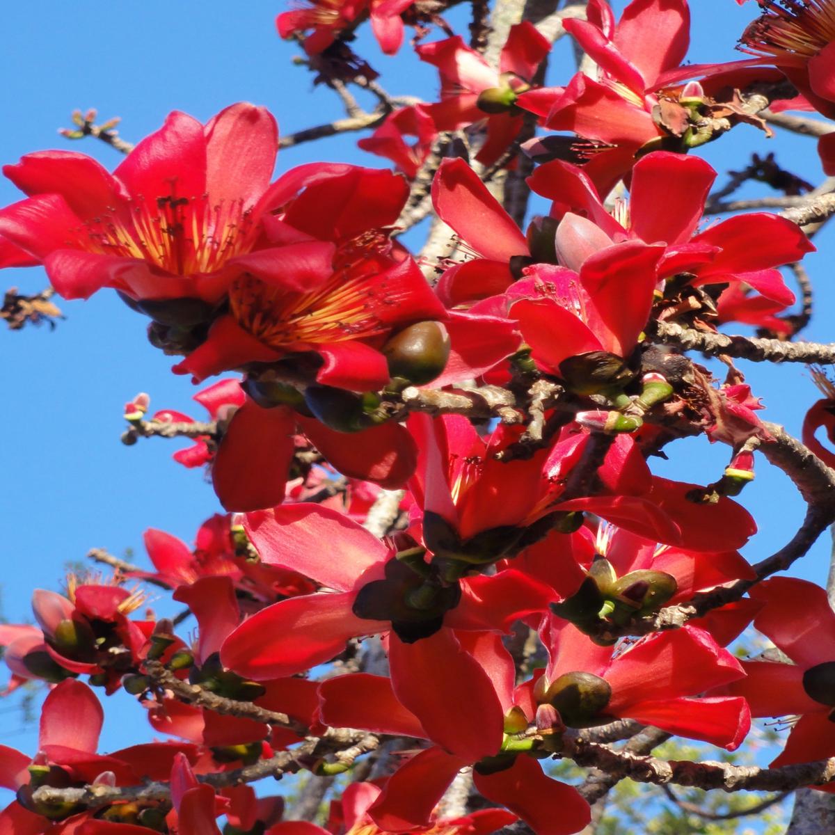 Bombax Ceiba Flower Seeds for Planting  Heirloom, Non-GMO, High Germination Organic Garden Seeds
