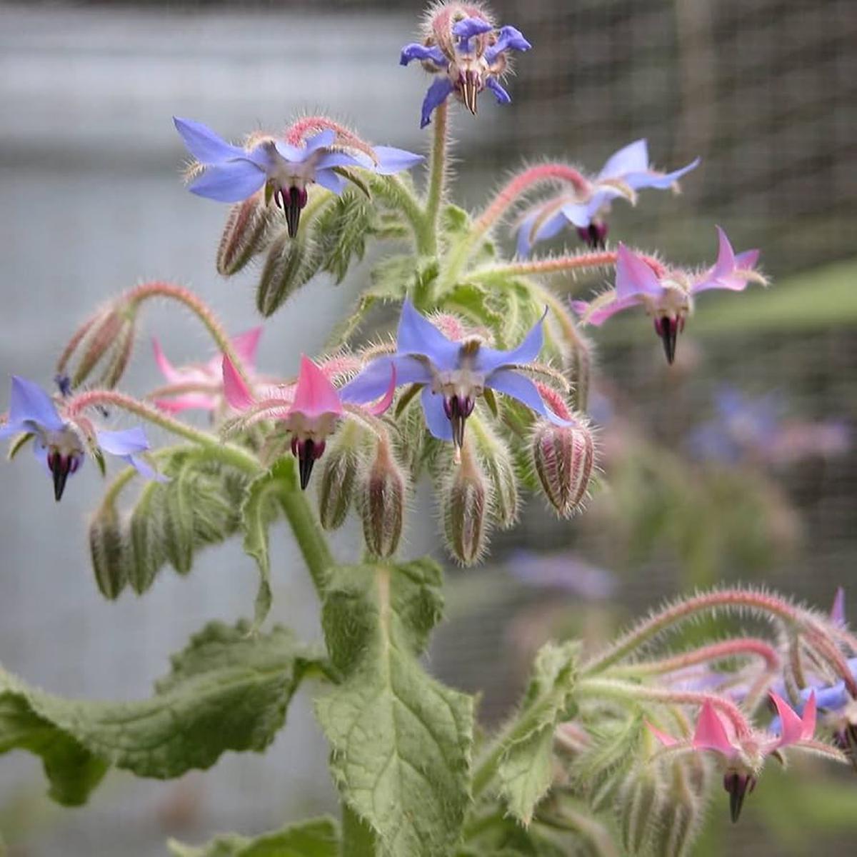 Borage Flower Seeds for Planting  Blue & Pink  Heirloom, Non-GMO, Pollinator-Friendly