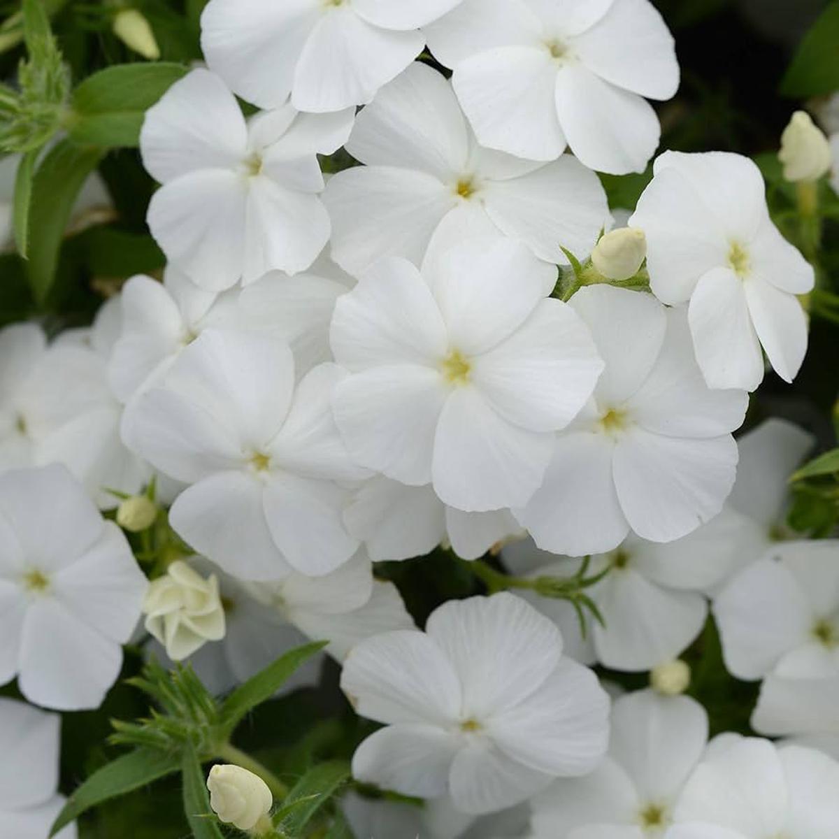 Bright White Phlox Phlox paniculata Seeds for Planting home garden pollinator zone