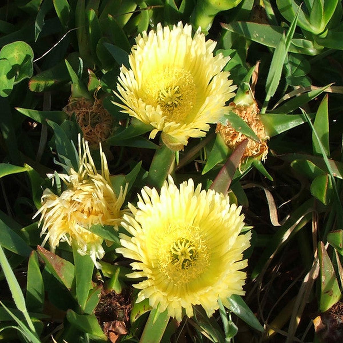 Carpobrotus Flower Seeds for Planting  Heirloom, Non-GMO, High Germination, Organic Garden Seeds