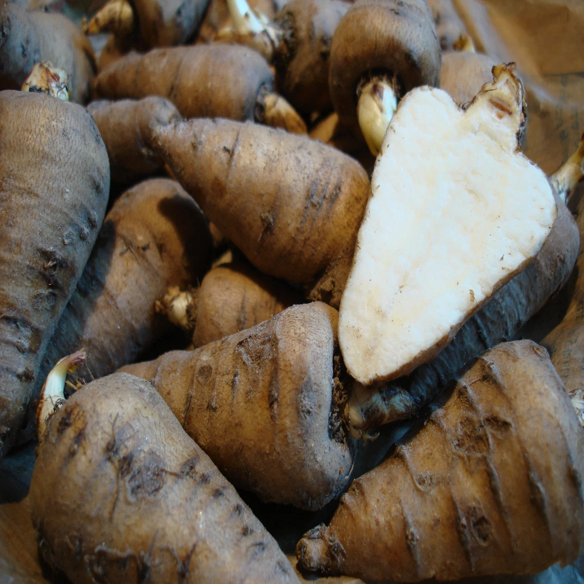 CHAEROPHYLLUM BULBOSUM Seeds Parsnip Chervil shipping  Heirloom, Non-GMO, High Germination Organic Garden Seeds