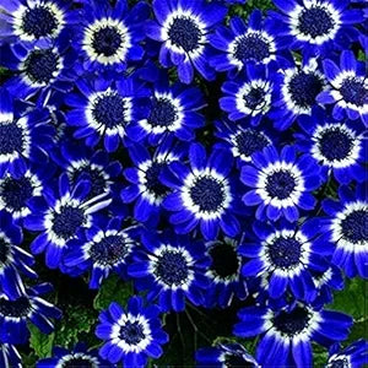 Cineraria Flower Seeds for Planting Heirloom, Non-GMO, High Germination Cut Flower Favorite