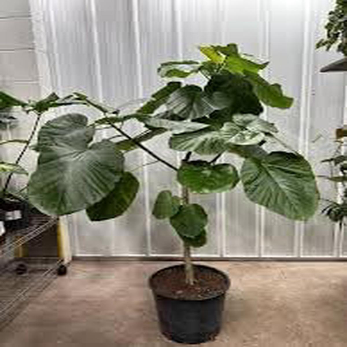 Cyphomandra Plant Seeds for Planting  Organic Heirloom Non-GMO Edible Fruit Seeds